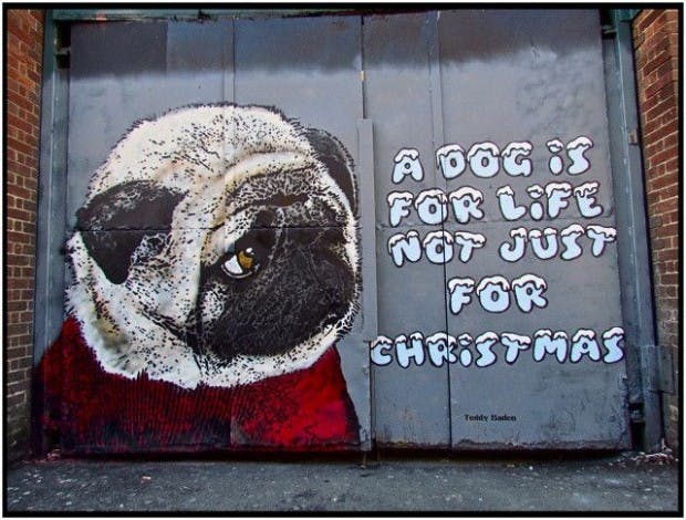 Dog for life not just for christmas 